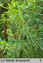 Taxus baccata Fastigiata