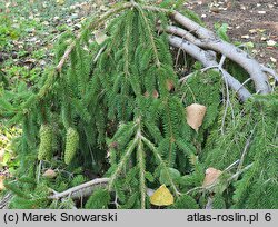 Picea abies Inversa