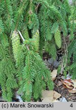 Picea abies Inversa