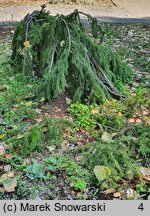 Picea abies Inversa