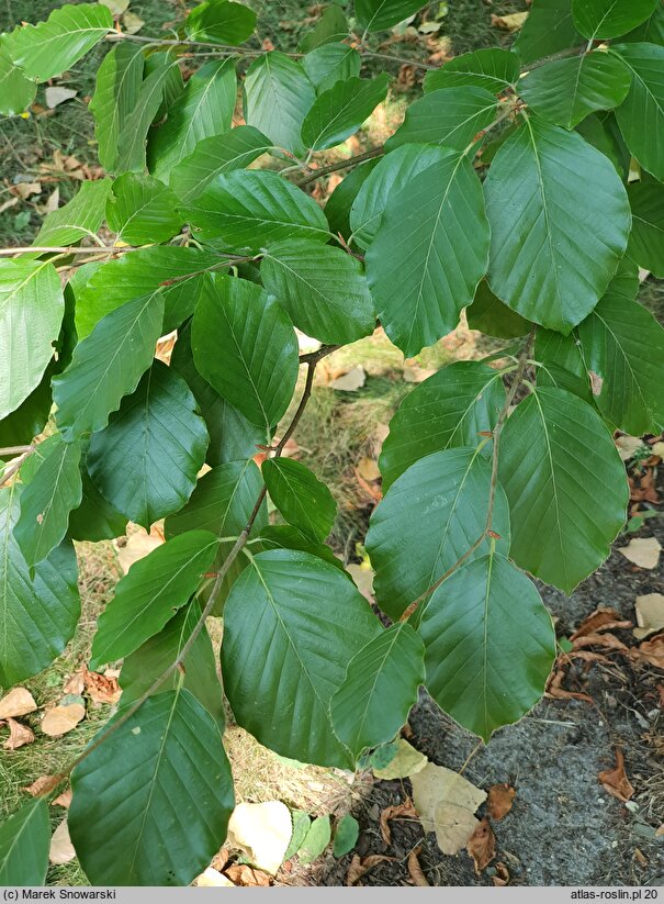 Fagus sylvatica Zlatia