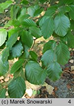 Fagus sylvatica Zlatia