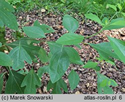 Sassafras albidum (sasafras lekarski)