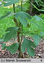 Sassafras albidum (sasafras lekarski)