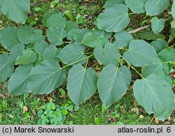 Tilia americana (lipa amerykańska)