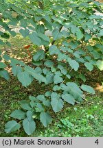 Tilia americana (lipa amerykańska)