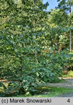 Tilia americana (lipa amerykańska)