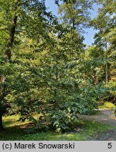 Tilia americana (lipa amerykańska)