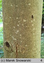 Tilia americana (lipa amerykańska)