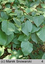 Tilia americana Moltkei