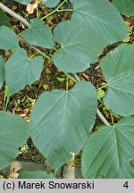 Tilia americana Moltkei