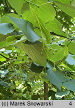 Tilia americana Moltkei