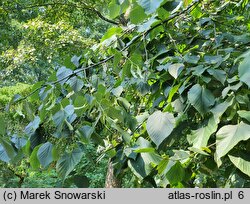 Tilia americana Moltkei