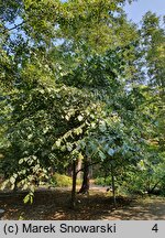 Tilia americana Moltkei