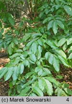 Oxydendrum arboreum (kwaśnodrzew konwaliowy)