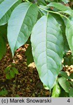 Oxydendrum arboreum (kwaśnodrzew konwaliowy)