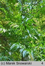 Oxydendrum arboreum (kwaśnodrzew konwaliowy)