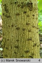 Chionanthus virginicus (śniegowiec wirginijski)