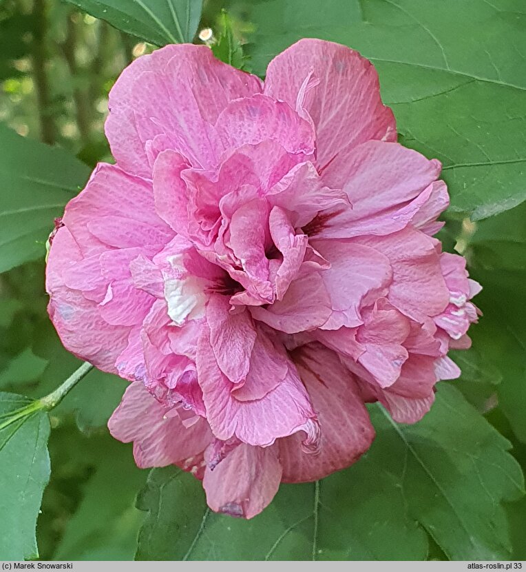 Hibiscus syriacus Duc de Brabant