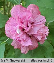 Hibiscus syriacus Duc de Brabant