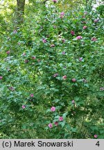 Hibiscus syriacus Duc de Brabant