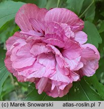 Hibiscus syriacus Duc de Brabant