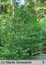 Hibiscus syriacus Duc de Brabant