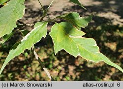 Acer negundo Flamingo