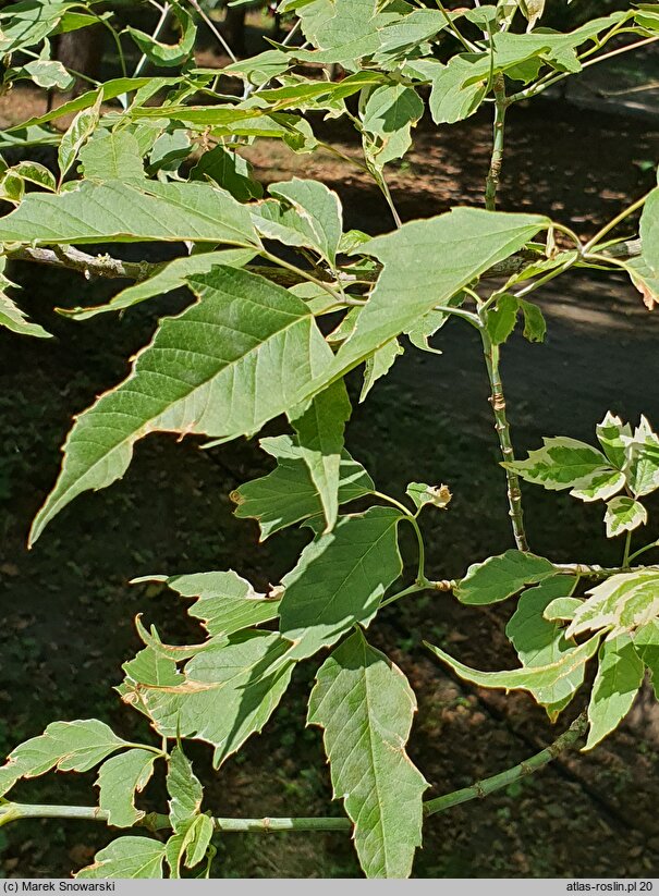 Acer negundo Flamingo