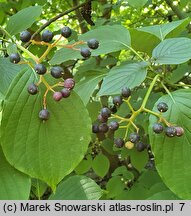 Cornus controversa (dereń pagodowy)