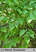 Cornus controversa (dereń pagodowy)