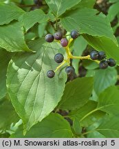 Cornus controversa (dereń pagodowy)