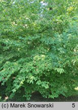 Cornus controversa (dereń pagodowy)