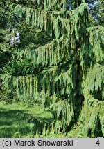 Chamaecyparis nootkatensis Pendula