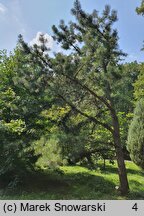 Pinus rigida (sosna smołowa)