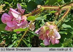 Robinia hispida (robinia szczeciniasta)