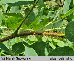 Robinia hispida (robinia szczeciniasta)