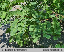 Robinia hispida (robinia szczeciniasta)