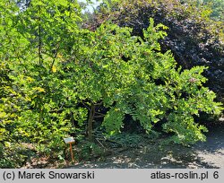 Robinia hispida (robinia szczeciniasta)