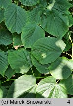 Tilia americana Columnare