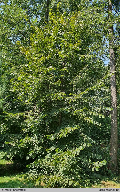 Tilia americana Columnare