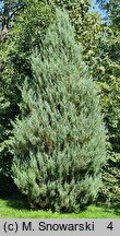 Juniperus virginiana Skyrocket