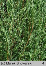 Juniperus virginiana Skyrocket