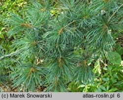 Pinus parviflora Glauca