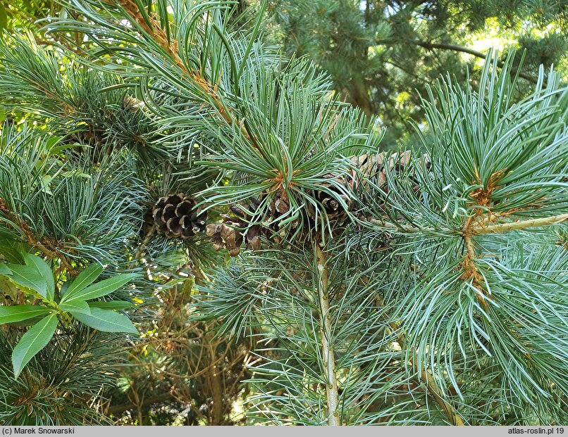 Pinus parviflora Glauca