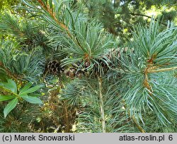 Pinus parviflora Glauca