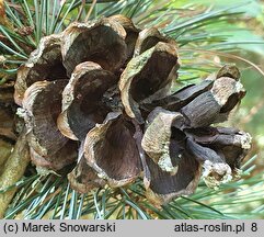 Pinus parviflora Glauca