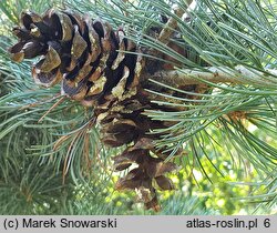 Pinus parviflora Glauca