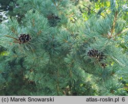 Pinus parviflora Glauca