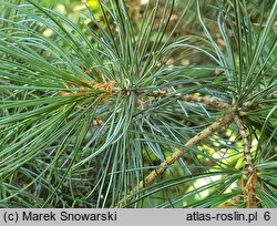 Pinus parviflora Glauca